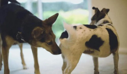 动物性交视频,自然界的繁殖奇观揭秘